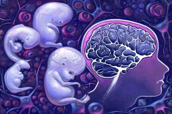 Hỗ trợ sự phát triển não bộ của thai nhi