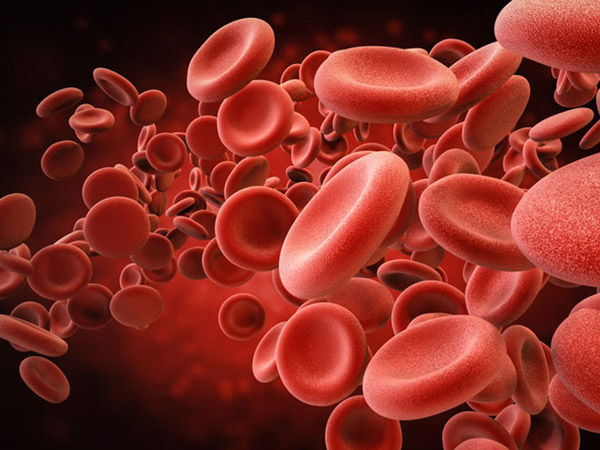 Yến chưng đường phèn giúp việc tái tạo máu trong cơ thể