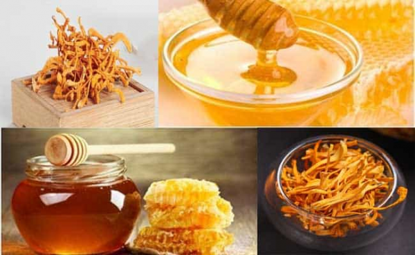 Tác dụng của đông trùng hạ thảo ngâm mật ong